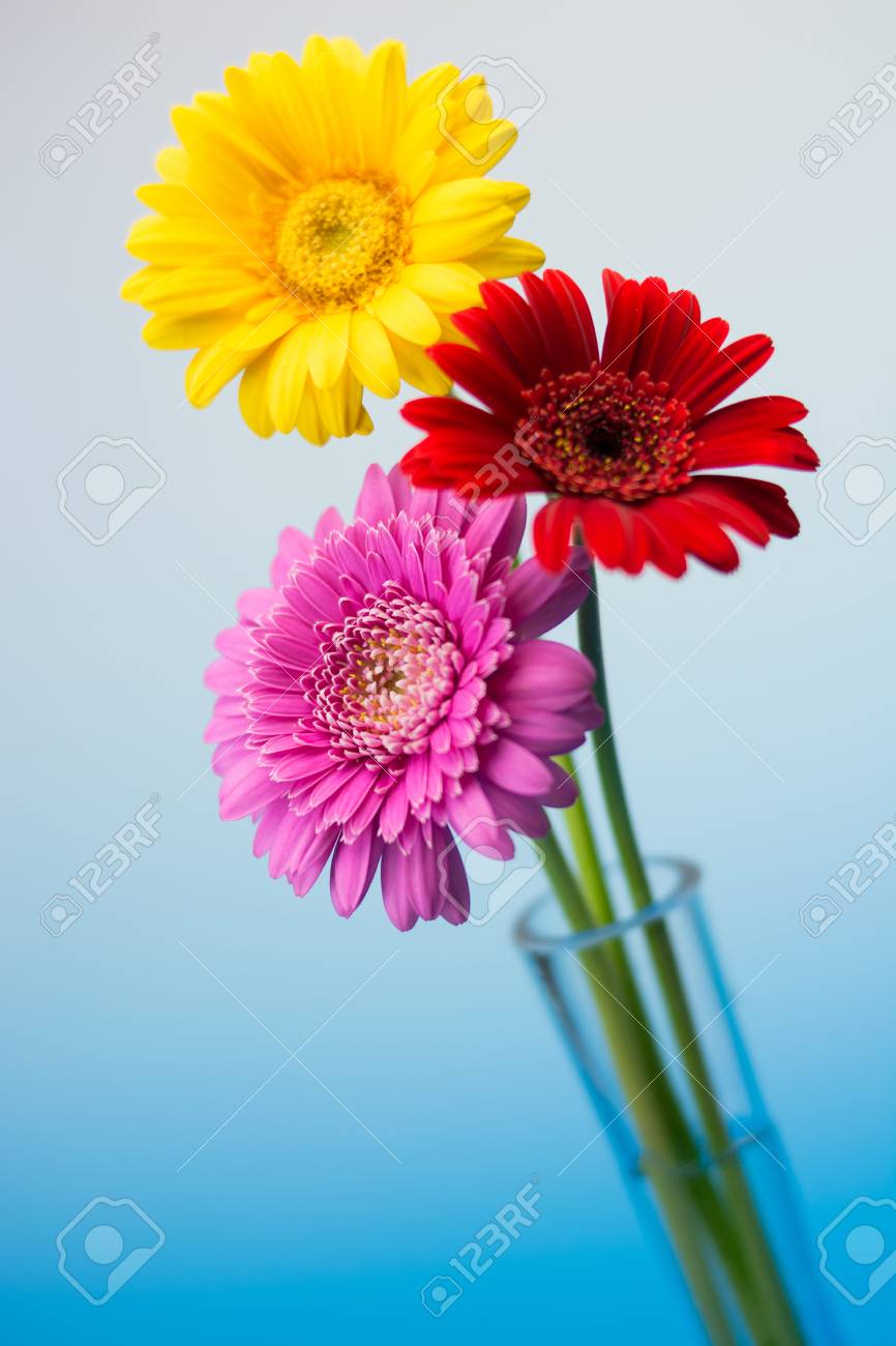  gerbera